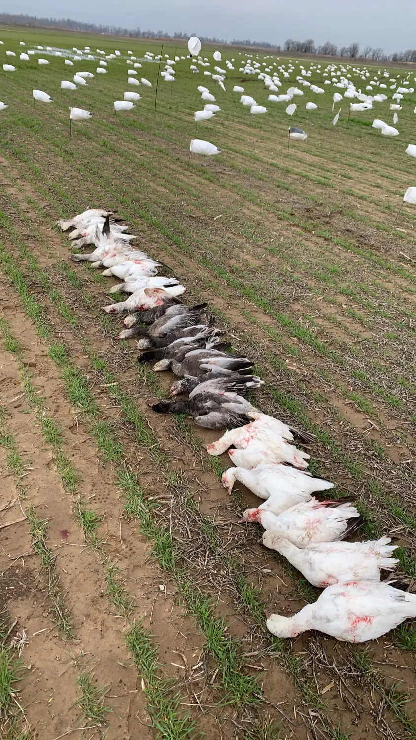 Long white snow goose decoy spread set across a Delta field