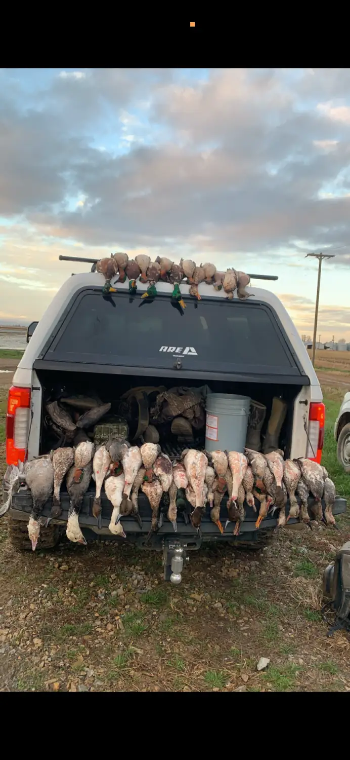 Limit of ducks laid out across a tailgate in the rice field