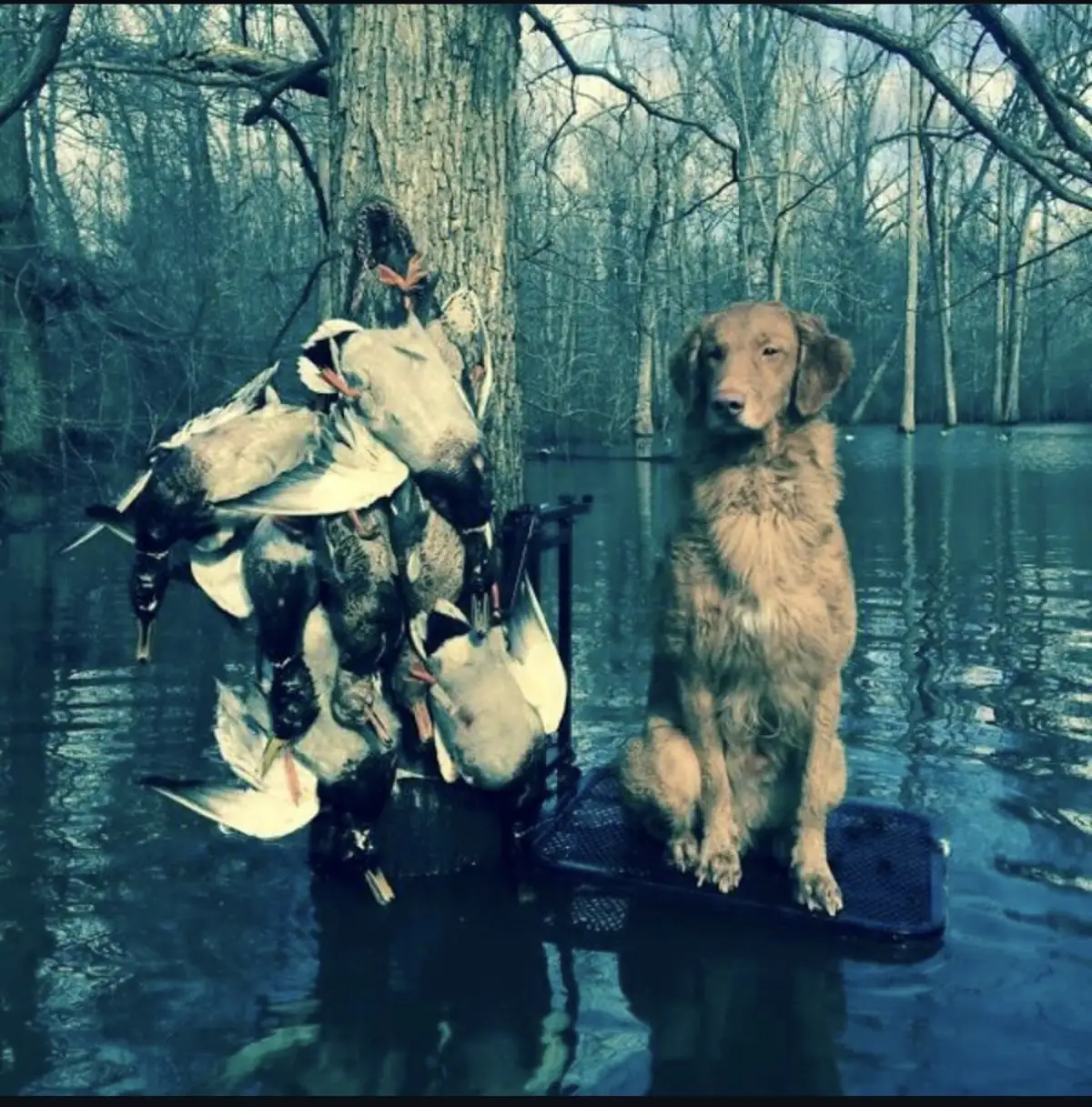 Retriever on a sled blind beside a strap of drake mallards in flooded green timber