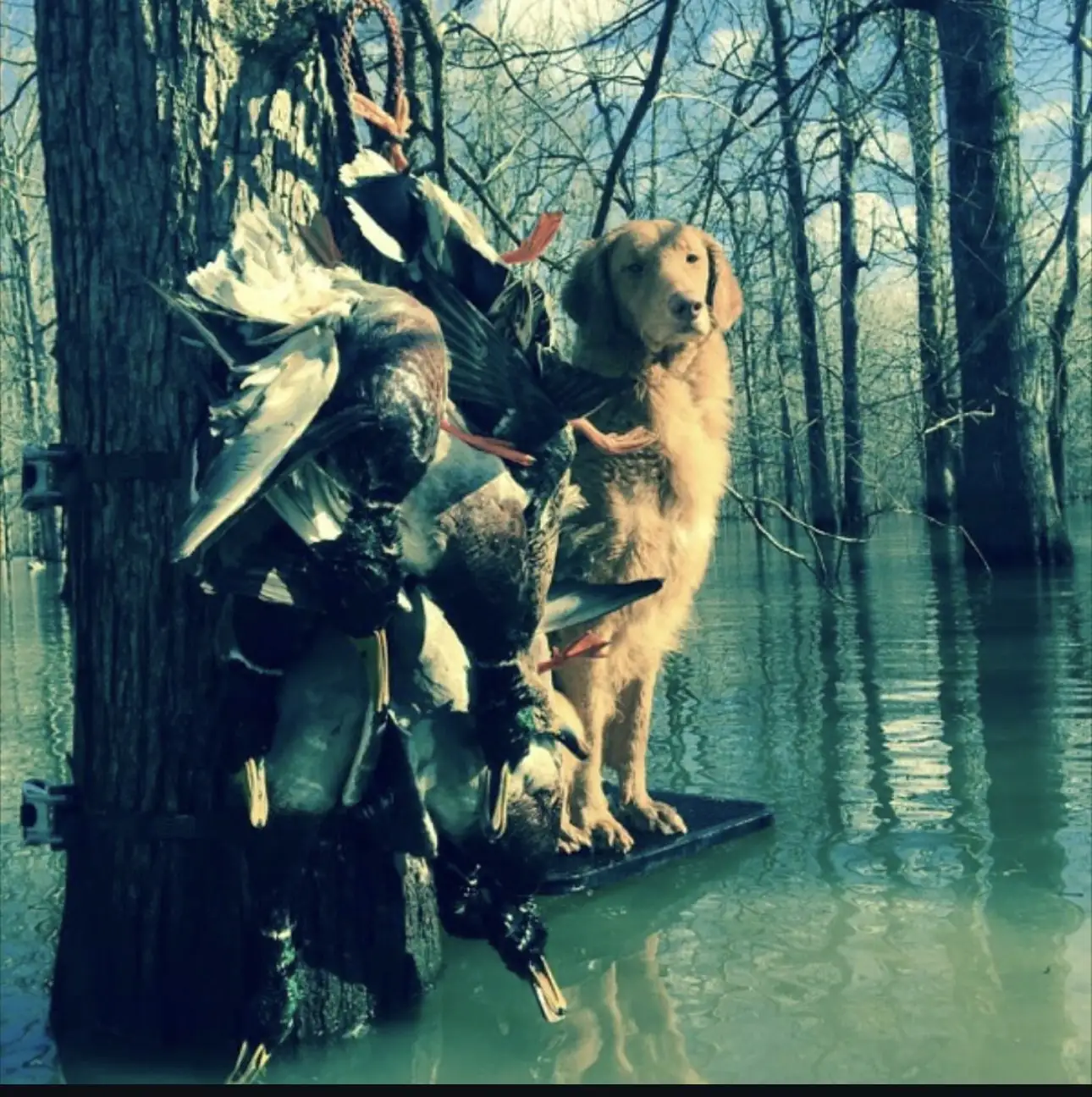 Strap of mallards hanging in flooded green timber on club ground