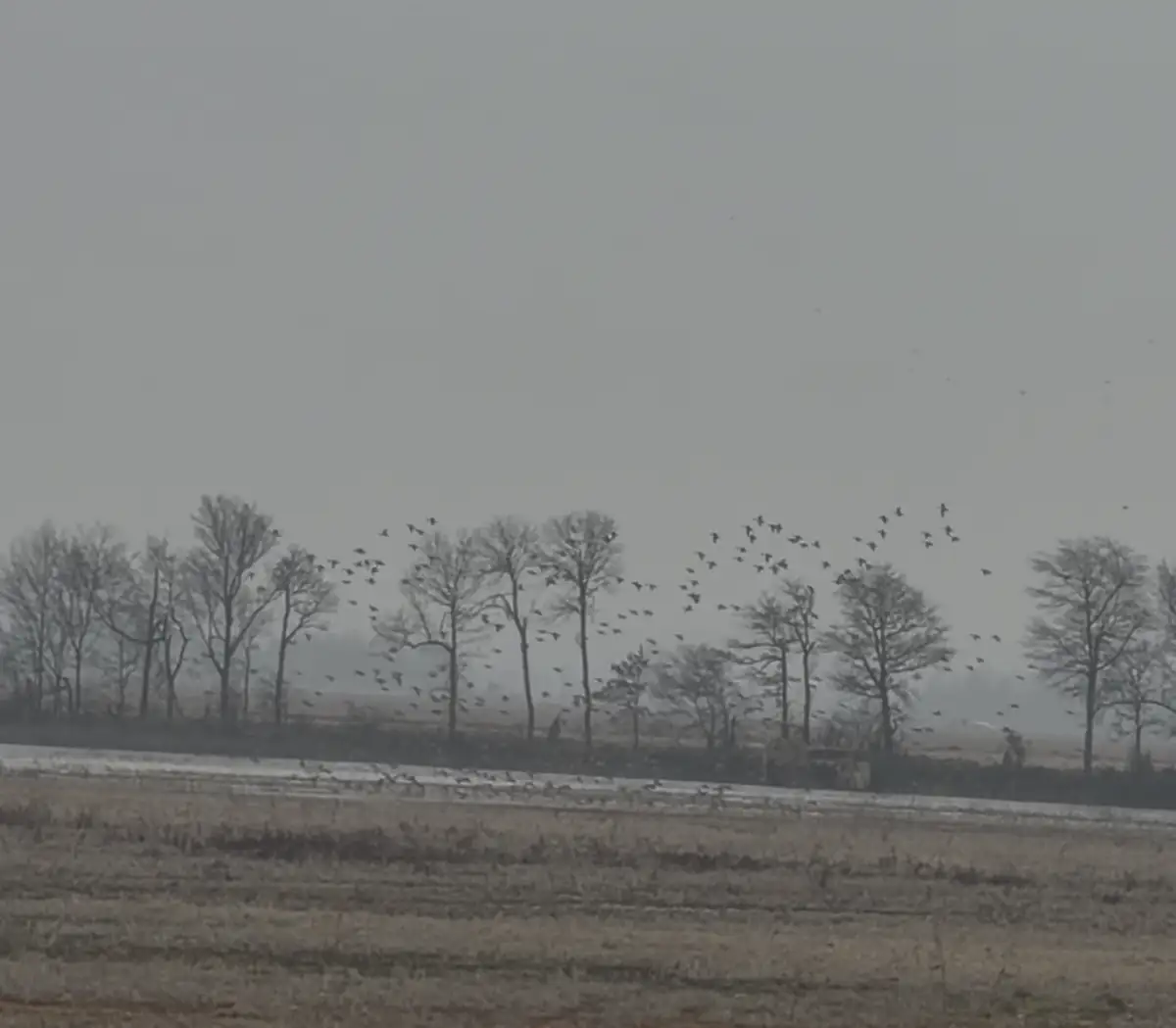 Ducks working over a fogged-in Delta field
