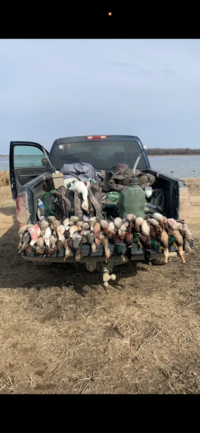 Long line of drake mallards laid out on a UTV rack