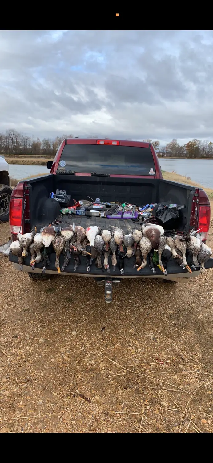 Truck bed filled with a morning's limit of Arkansas ducks