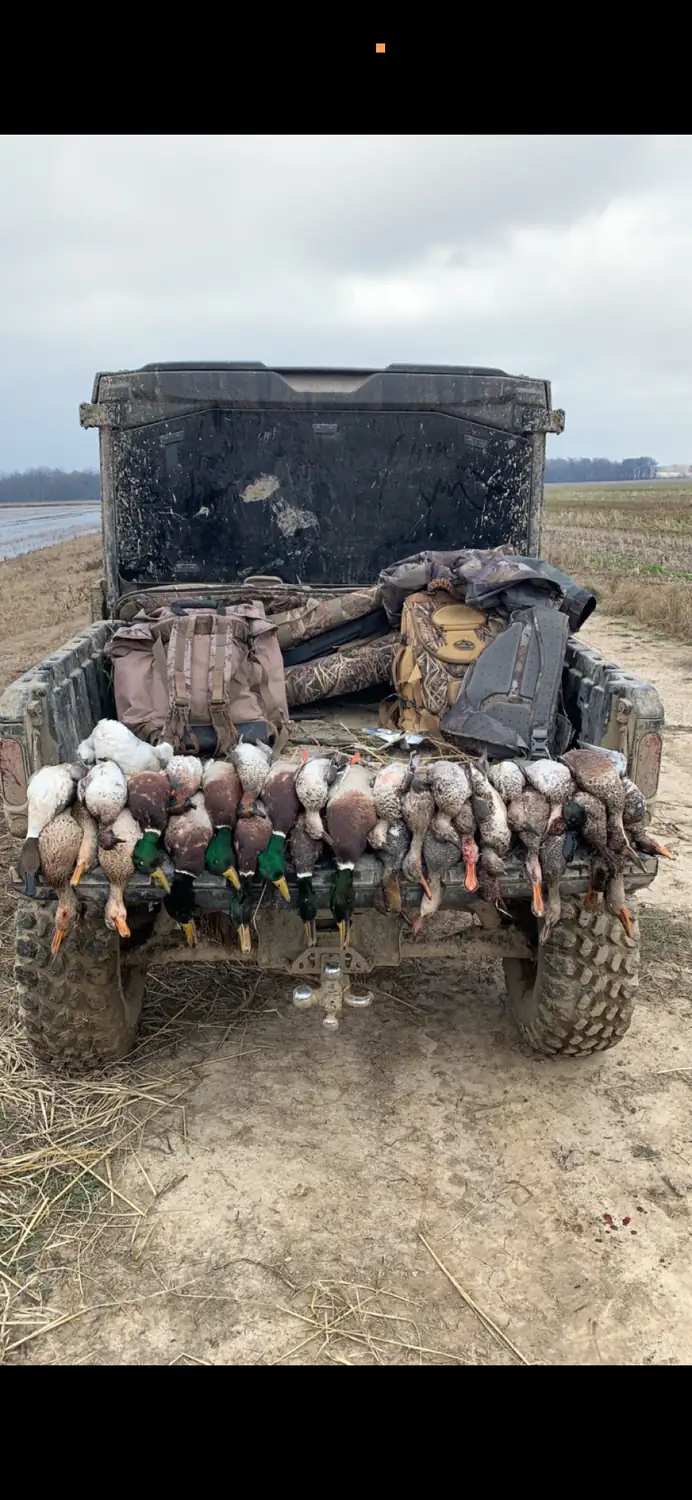Ducks laid out on the tailgate of a UTV after a morning in the pit