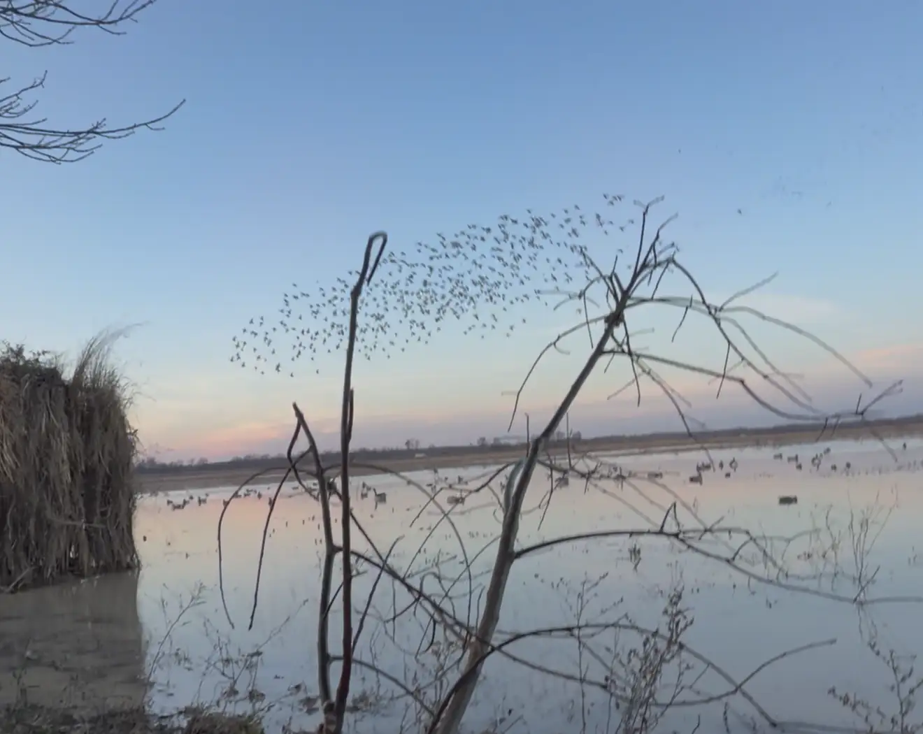Mallards working over a flooded rice field at first light on opening weekend