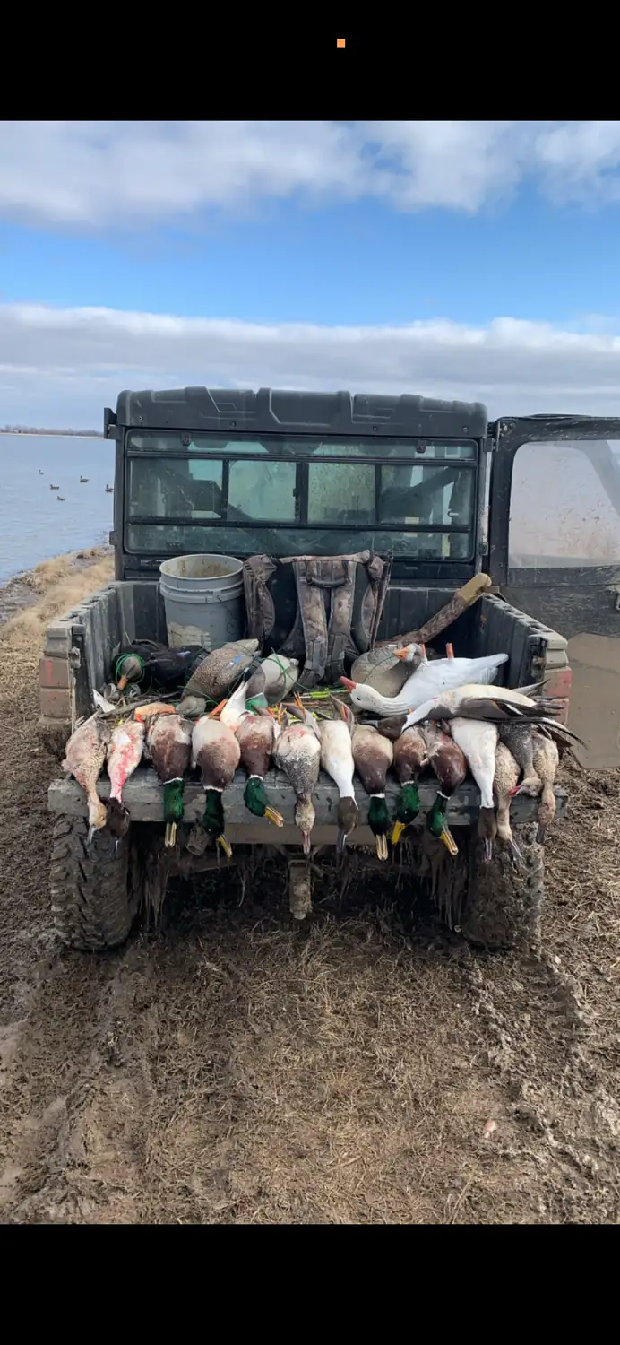 Limit of ducks laid across the front of a UTV