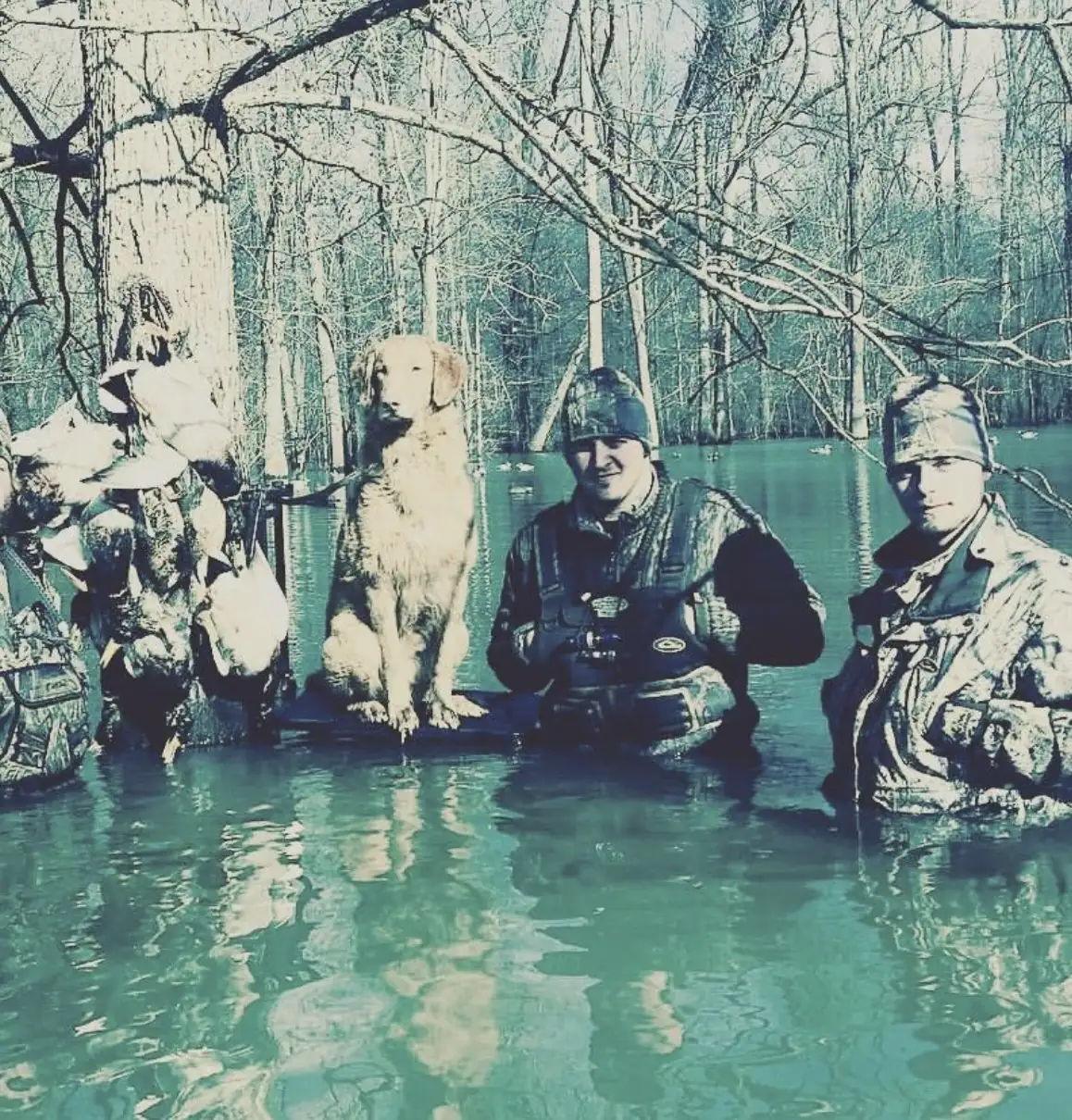 Three hunters standing in flooded green timber with a retriever and a strap of ducks