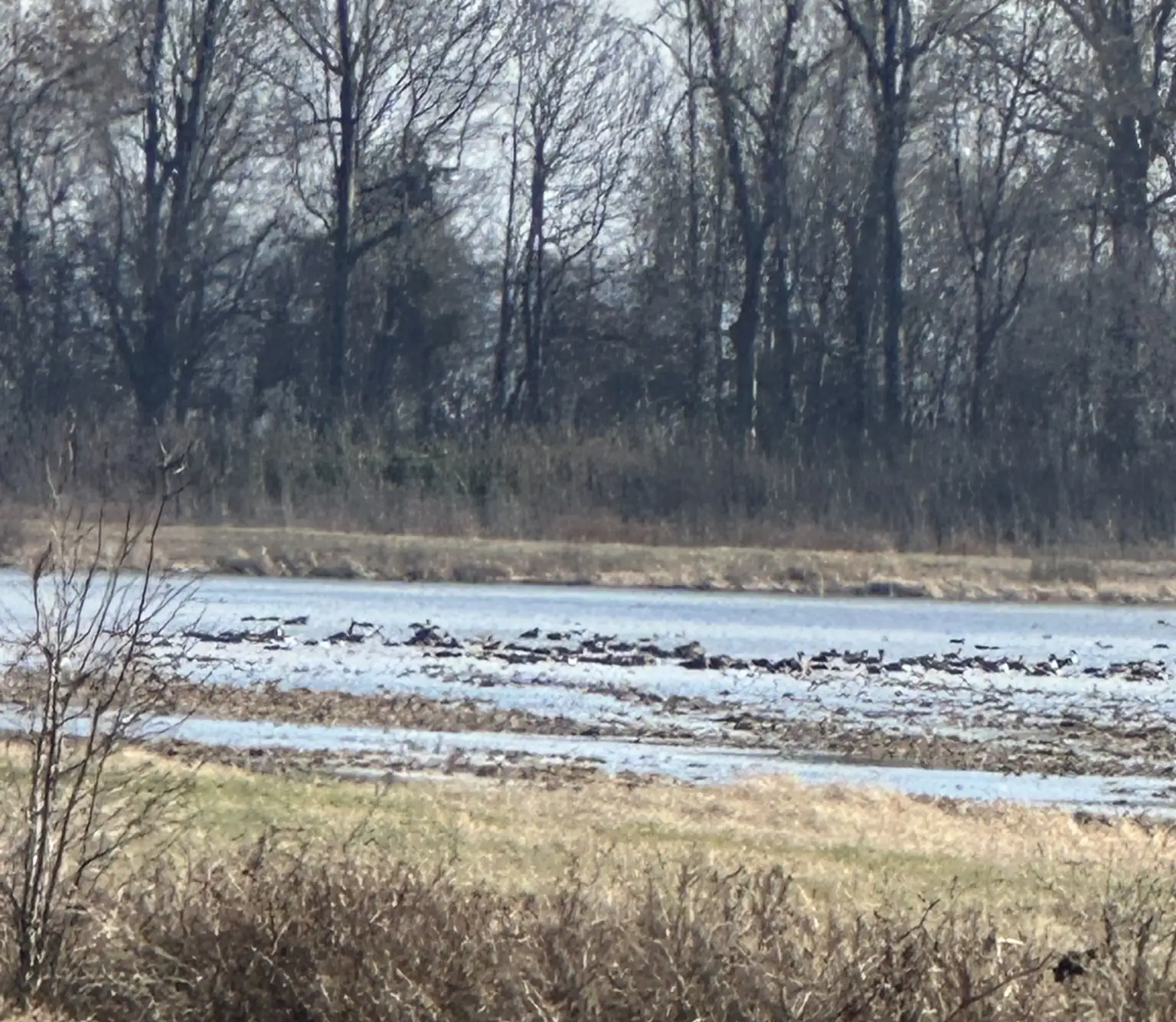 Flooded Delta field holding thousands of ducks on club ground