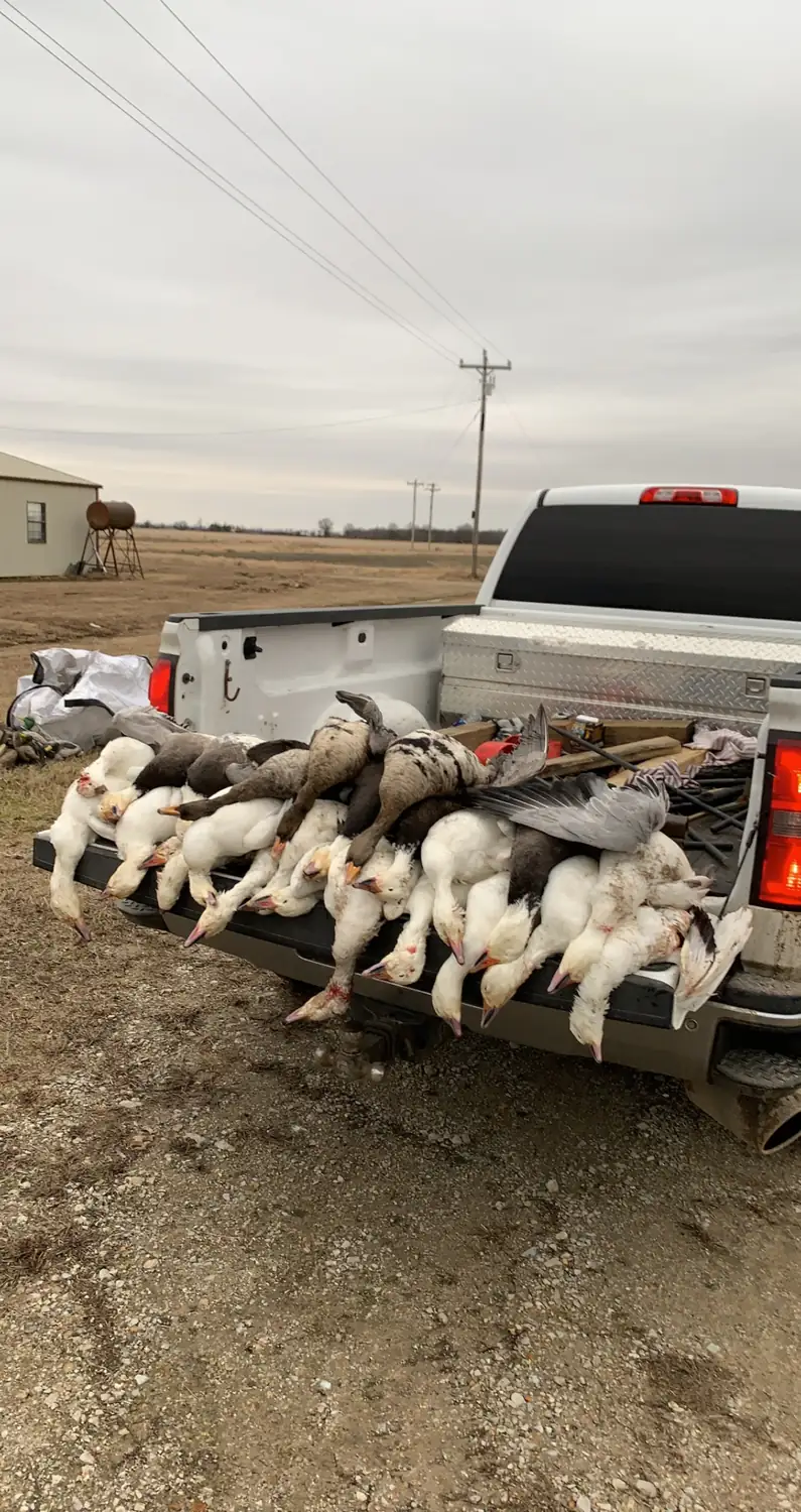 Truck bed full of snow geese after a spring hunt