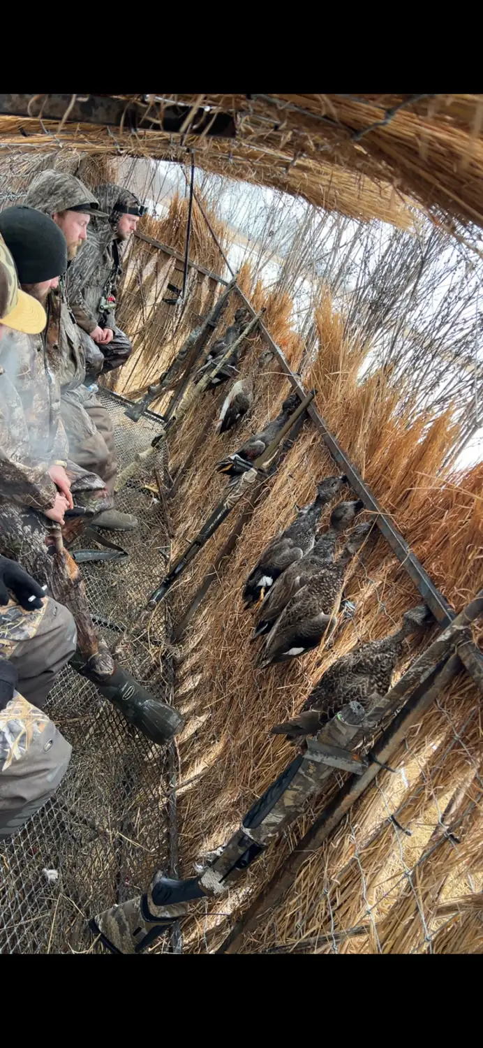 Decoy spread seen through cattails at the edge of a rice field