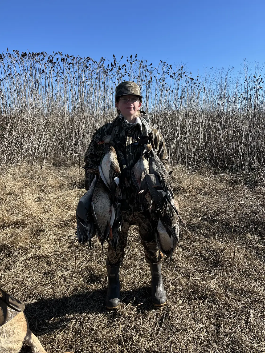 Hunter carrying a heavy strap of drake mallards out of the reeds